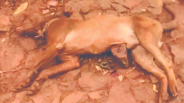 Denunció que atacaron a sus dos pitbull ¡a machetazos!