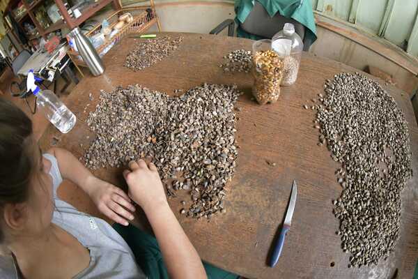 Al mes, colectan 180 kilos semillas de especies nativas de interés para la región - La Clave