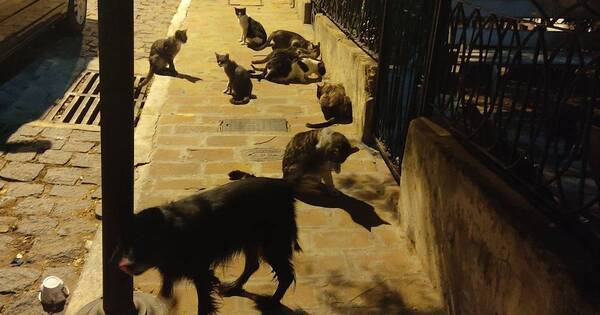 La Nación / Huevos de pascua solidarios: buscan recaudar fondos para alimentar peluditos en situación de calle