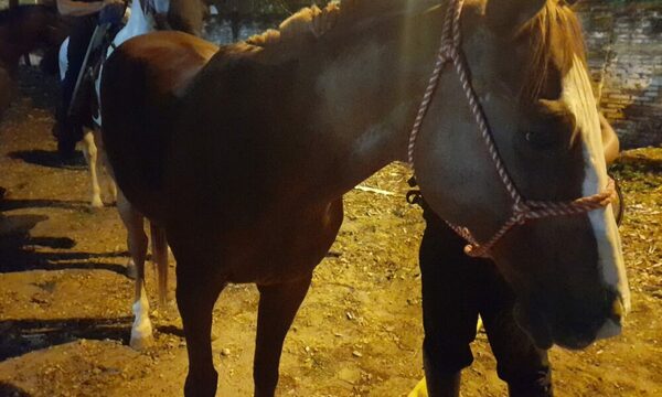 Hinchas de Cerro Porteño balean a un caballo de la Agrupación Montada de la Policía