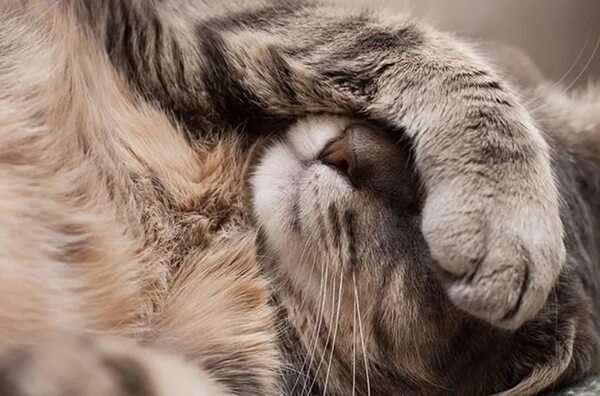 ¿Qué causa el estrés y la ansiedad en los gatos? - Mascotas - ABC Color