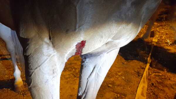 Diario HOY | Caballo de la Policía, herido de un disparo en barrio Jara: 5 detenidos