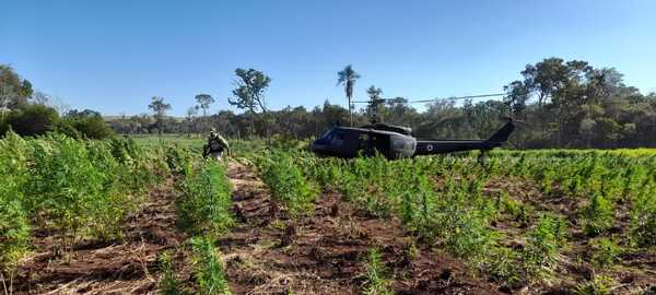 Diario HOY | Duro golpe a narcos en Amambay con destrucción de droga