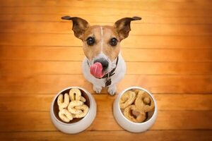 Semana Santa: ¿pueden mis mascotas comer chipa? - Mascotas - ABC Color
