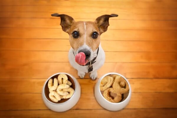 Semana Santa: ¿pueden mis mascotas comer chipa? - Mascotas - ABC Color