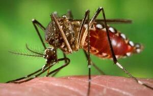 Chikungunya golpea duramente a los niños – Prensa 5
