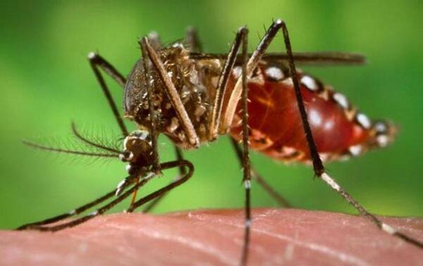Chikungunya golpea duramente a los niños – Prensa 5