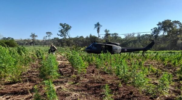 Duro golpe a narcos en Amambay con destrucción de droga - Oasis FM 94.3