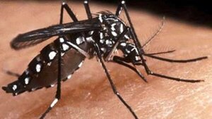 Los signos de alarma del chikungunya