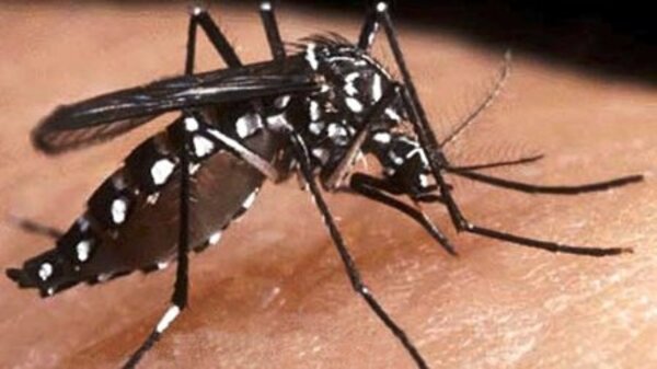 Los signos de alarma del chikungunya
