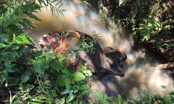 Abigeos hacen de las suyas en Santa Fe del Paraná