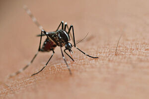 Brasil producirá 100 millones de mosquitos antidengue