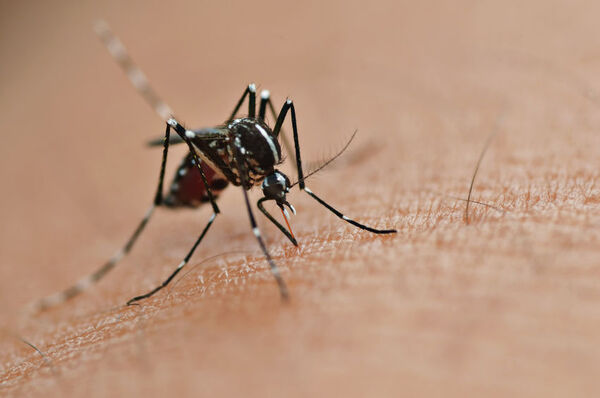 Brasil producirá 100 millones de mosquitos antidengue