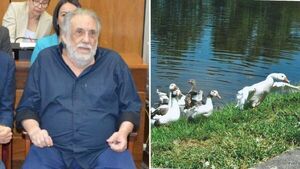 Patitos de Humberto Rubín se están quedando sin laguna