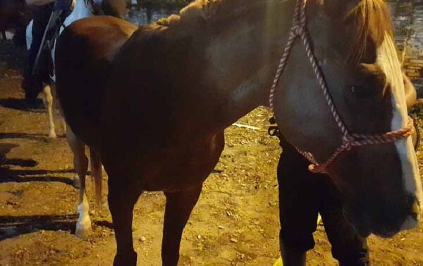 Barrabravas de Cerro Porteño hirieron a un caballo de la Montada durante enfrentamiento – Prensa 5
