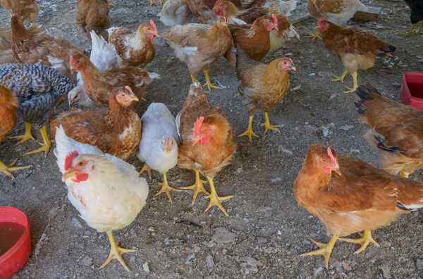 Argentina retoma exportaciones de pollo suspendidas por gripe aviar - Revista PLUS