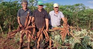 La Nación / Productores prevén buena cosecha tras mejor rendimiento en cultivo de mandioca