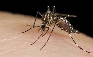 Sepa los signos de alarma por chikungunya