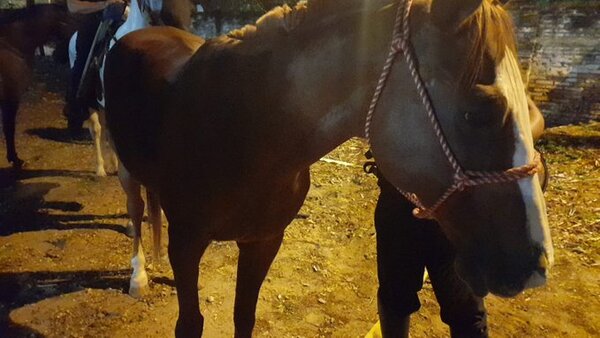 Imputan a hinchas de Cerro por incidentes y disparo a caballo de la Agrupación Especializada