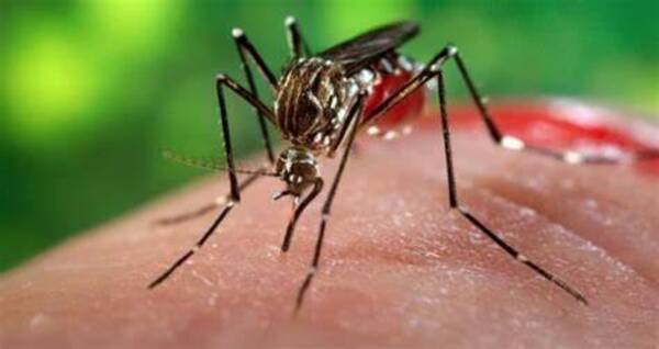 Conozca los signos de alarma por chikungunya