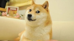 ¿Por qué el logo de Twitter se convirtió en un perro? | 1000 Noticias