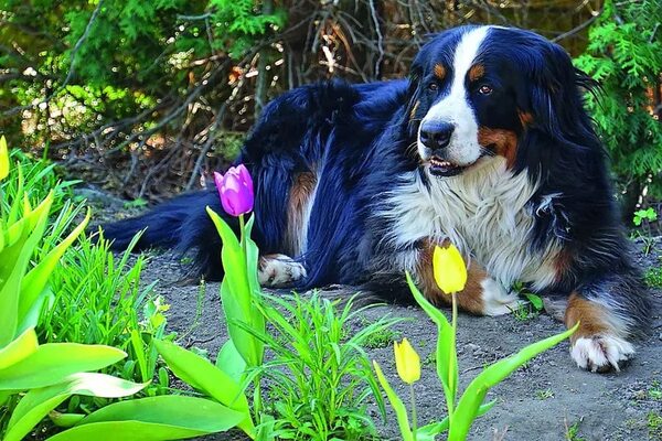 Alergias caninas se manifiestan con picazón e inflamación de la piel - Mascotas - ABC Color