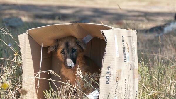 Candidata a diputada propone incluir "tenencia responsable de animales" en la educación primaria - Megacadena — Últimas Noticias de Paraguay