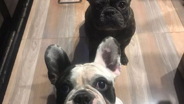 Hasta carceleros y videntes se ofrecieron para hallar a perros