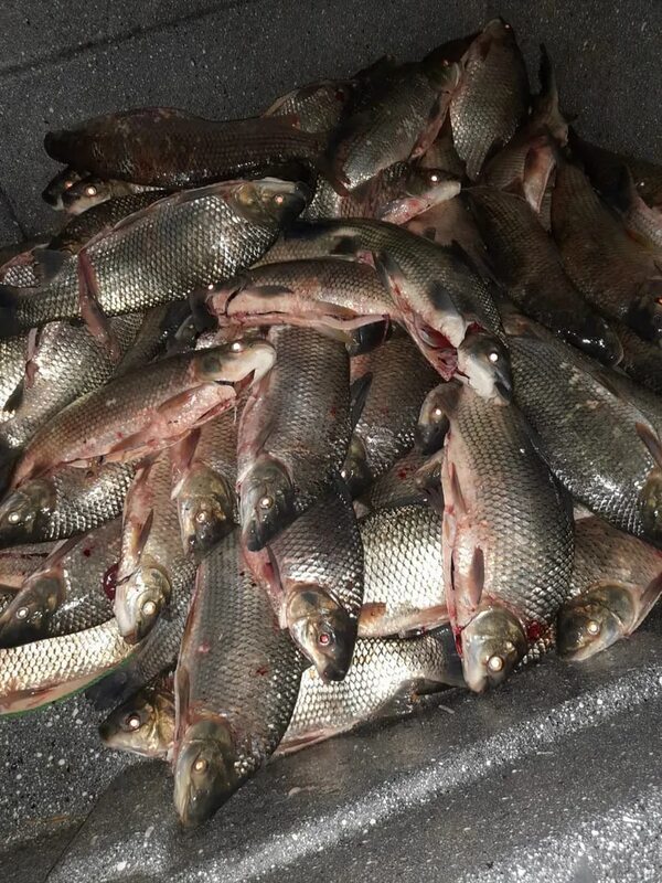 Semana Santa con escasez de pescado en Ayolas - Nacionales - ABC Color