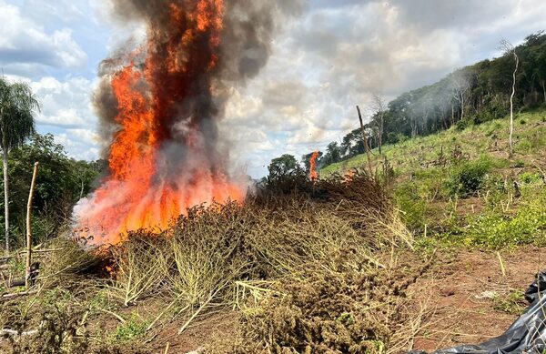 Destruyen más de 14 toneladas de marihuana en punto de acopio en Amambay - Megacadena — Últimas Noticias de Paraguay