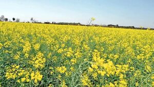 Canola, una apuesta para invierno que entra en su época de siembra - Nacionales - ABC Color