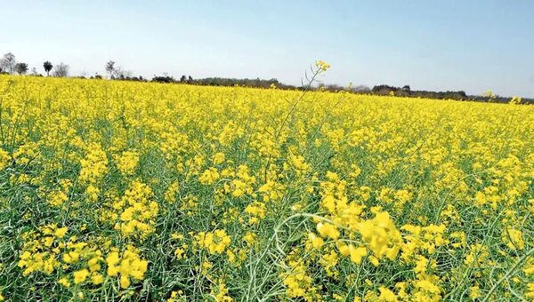 Canola, una apuesta para invierno que entra en su época de siembra - Nacionales - ABC Color