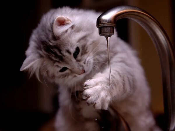 Mascotas: Gatos domésticos difícilmente sobreviven más de 48 horas sin agua - Mascotas - ABC Color