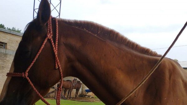 Caballo de la Montada se recupera tras ser herido por hinchas de Cerro