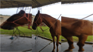 Policía descarta muerte del caballo Pirizal: "evoluciona favorablemente"