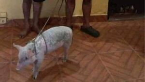 Drogan a chanchos con caña y clonazepam para robarlos