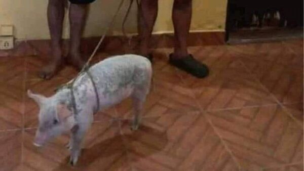 Drogan a chanchos con caña y clonazepam para robarlos