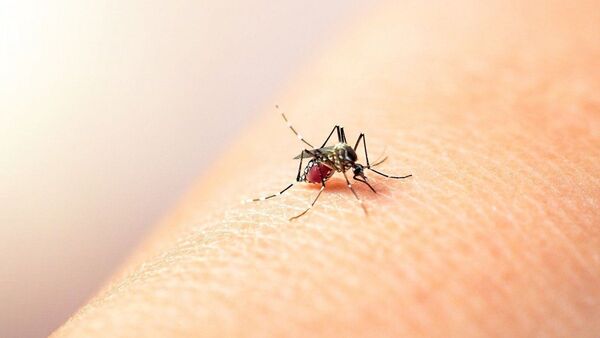 Casos de dengue, zika y chikungunya en Francia