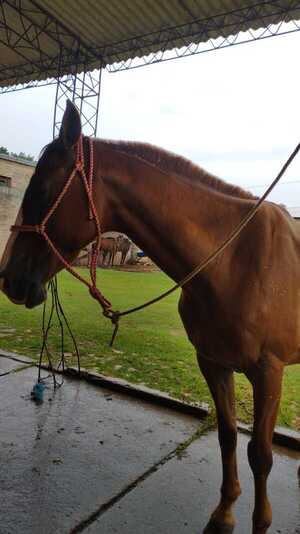 Equino de la Montada se recupera luego de enfrentamientos con barras | 1000 Noticias