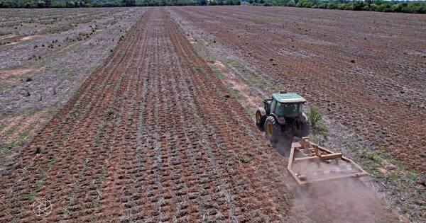 La Nación / Argentina enfrenta pérdidas millonarias en el campo por su peor sequía