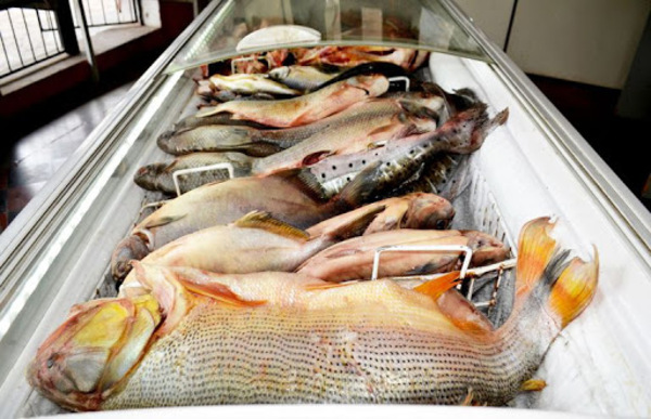 Diario HOY | Vendedores de pescado de Remanso atenderán durante la Semana Santa