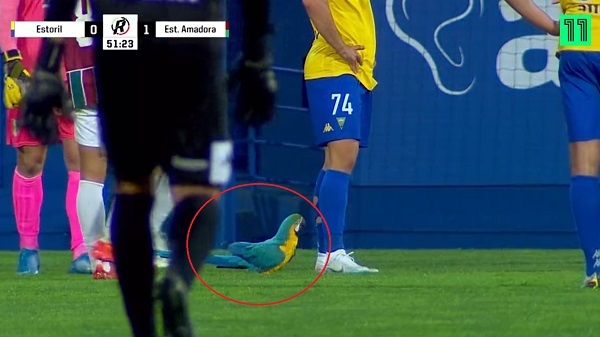 Insólito: Guacamayo interrumpe partido en Portugal - La Prensa Futbolera