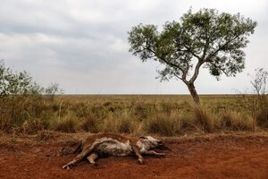 Argentina enfrenta pérdidas millonarias en el campo por su peor sequía - Mundo - ABC Color