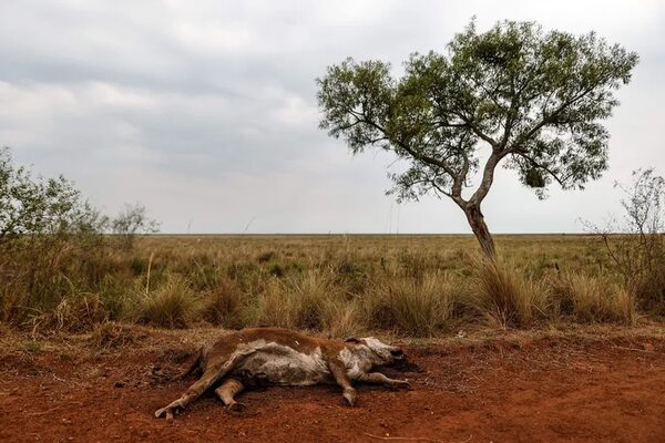 Argentina enfrenta pérdidas millonarias en el campo por su peor sequía - Mundo - ABC Color