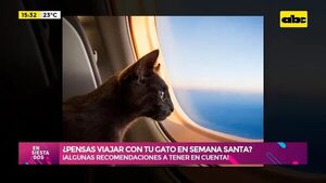 Video: ¿Pensás viajar con tu gato en Semana Santa? - Ensiestados - ABC Color