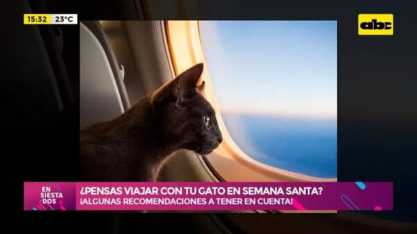 Video: ¿Pensás viajar con tu gato en Semana Santa? - Ensiestados - ABC Color