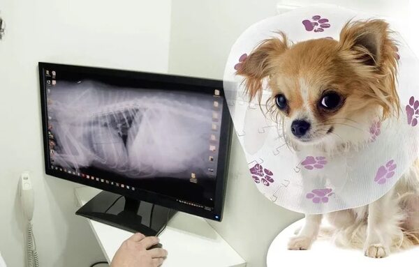 Radiografía digital veterinaria: método de apoyo para diagnósticos certeros - Mascotas - ABC Color
