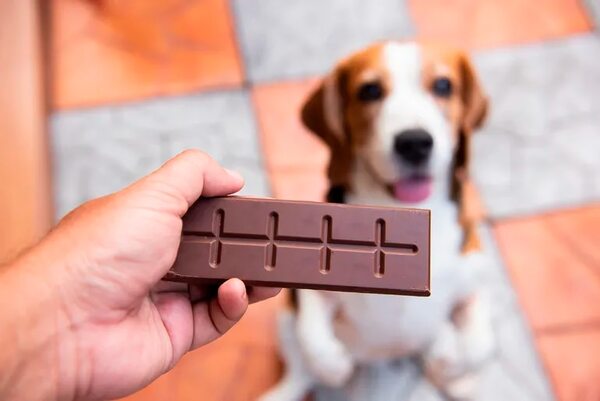 Pascuas: está prohibido el chocolate para nuestros perros - Mascotas - ABC Color