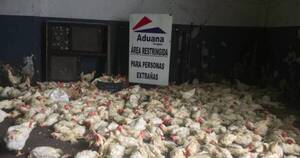 La Nación / Senacsa pide no manipular las aves con síntomas