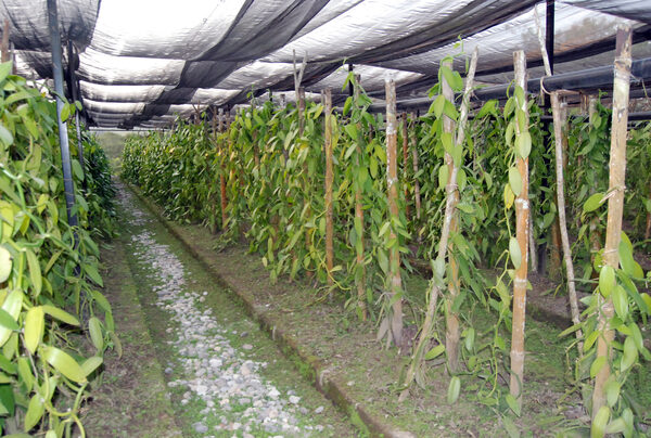 México produjo 546 toneladas de vainilla entera de 2017 a 2021 - MarketData